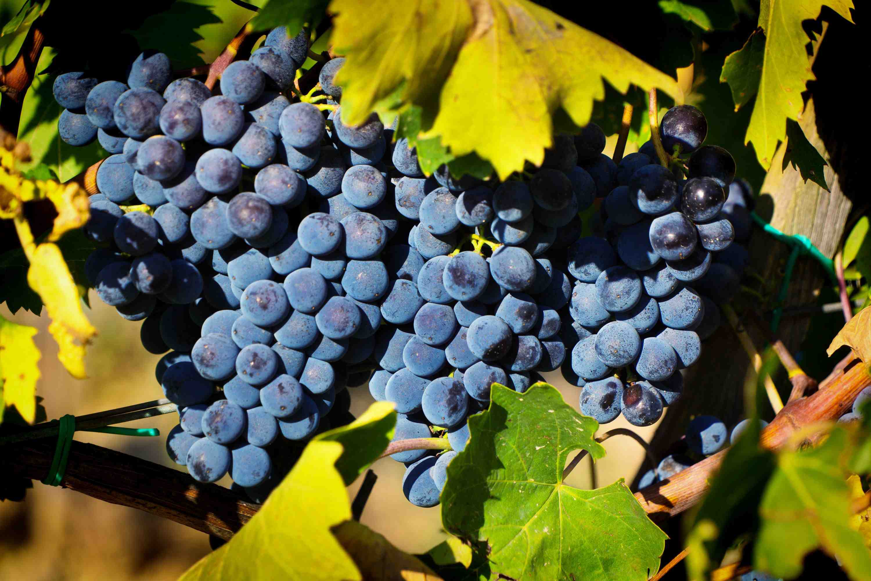 Sangiovese Wein unter Freunden