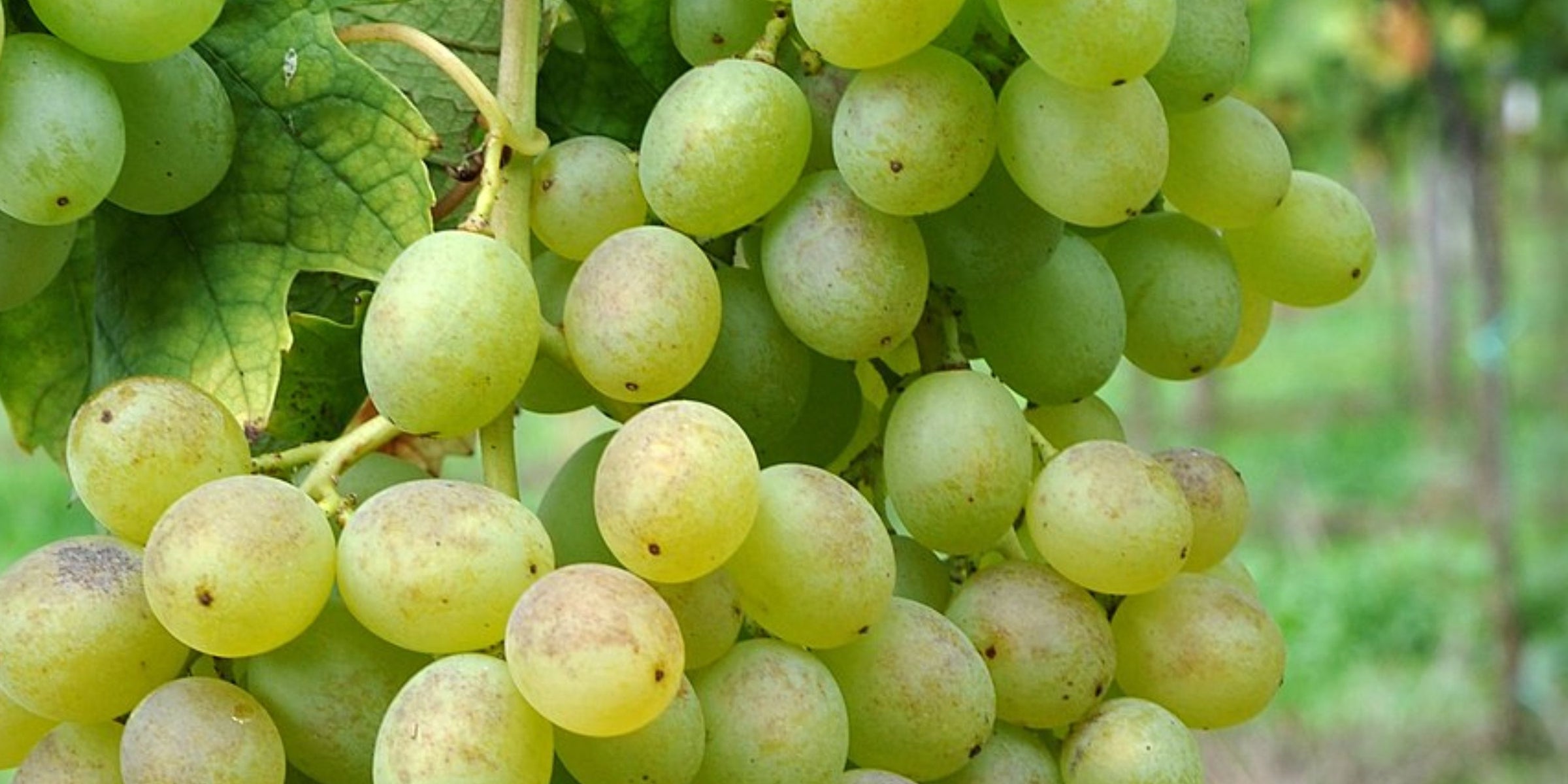 Inzolia