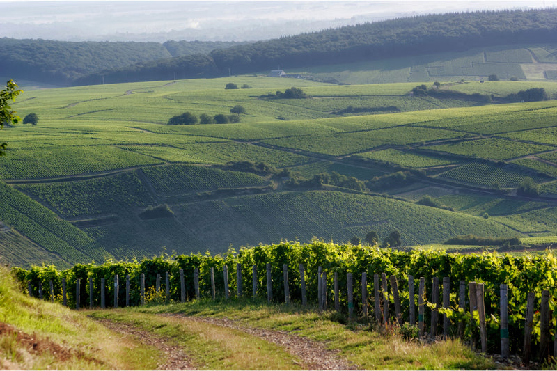 Weinregion Loire