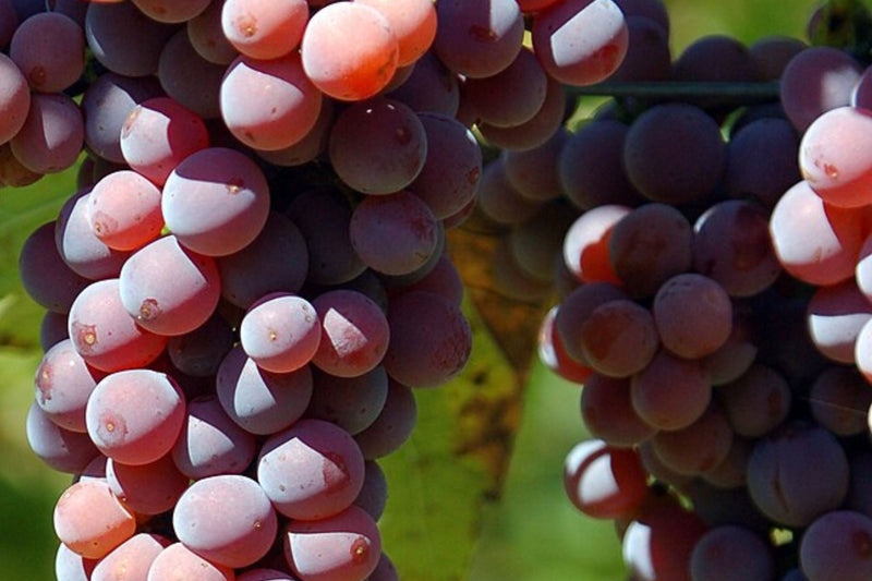 Souvignier Gris