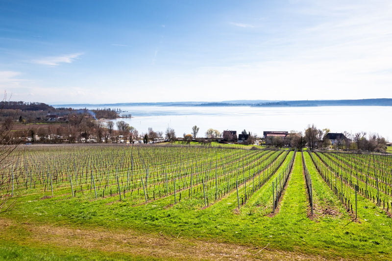 Weinpakete Bodensee