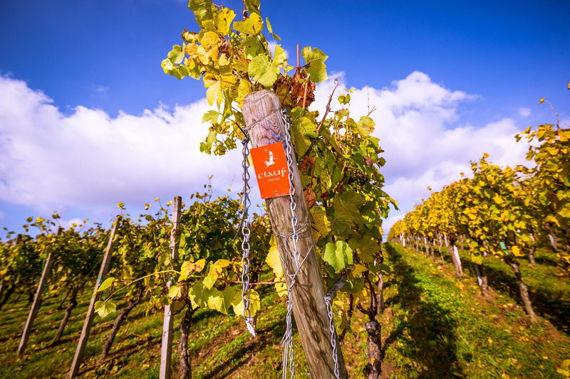 Weingut Clauß