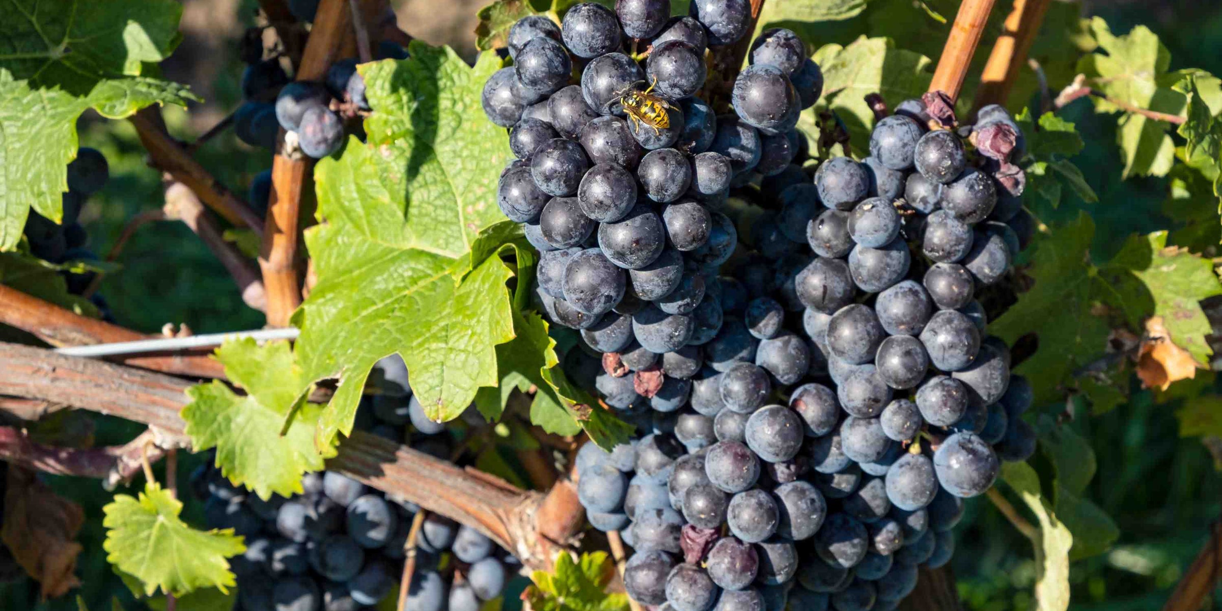 Cabernet Franc