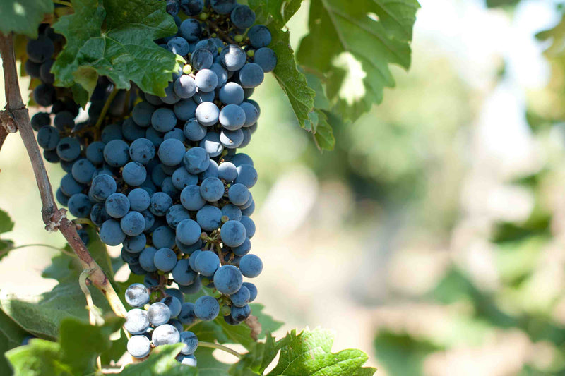 Merlot