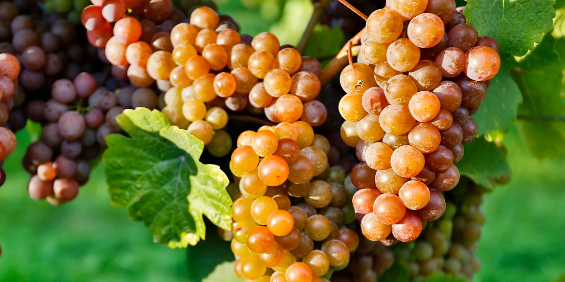 Pinot Grigio | Grauburgunder